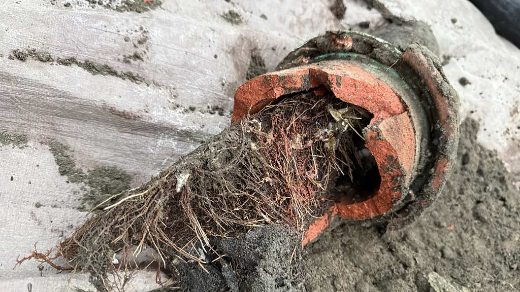 Tree roots packed inside the end of a clay sewer pipe