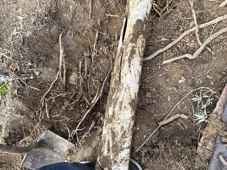 Root-damaged sewer pipe uncovered in a trench