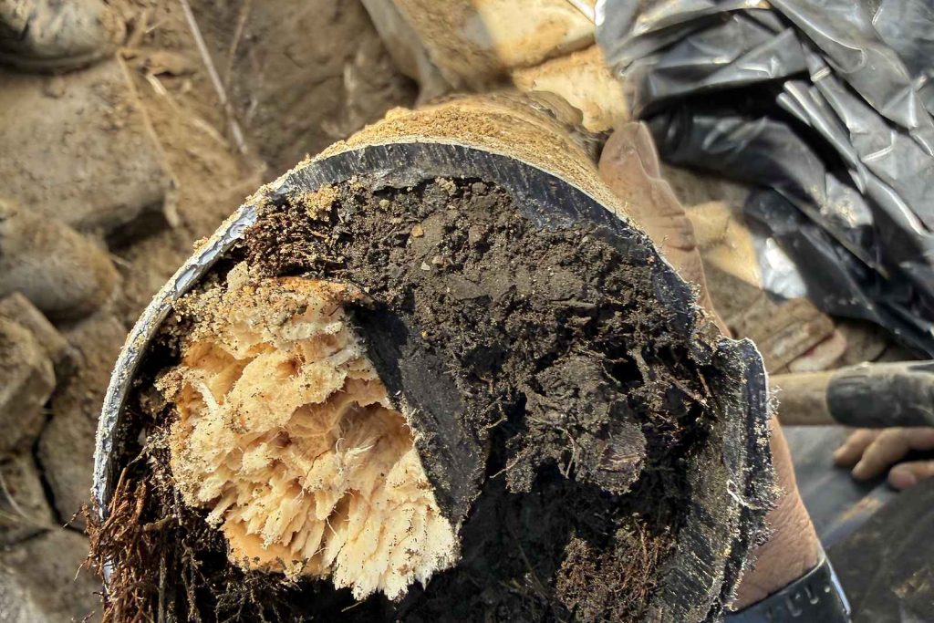 Sewer pipe completely blocked with tree roots
